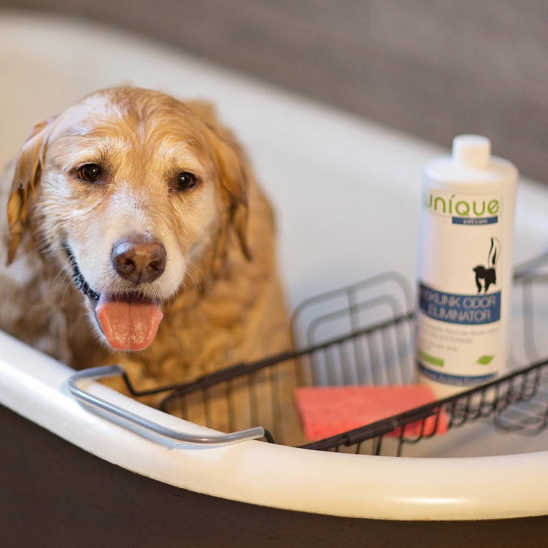 unique pet care skunk odor eliminator being used to wash a dog that was skunked