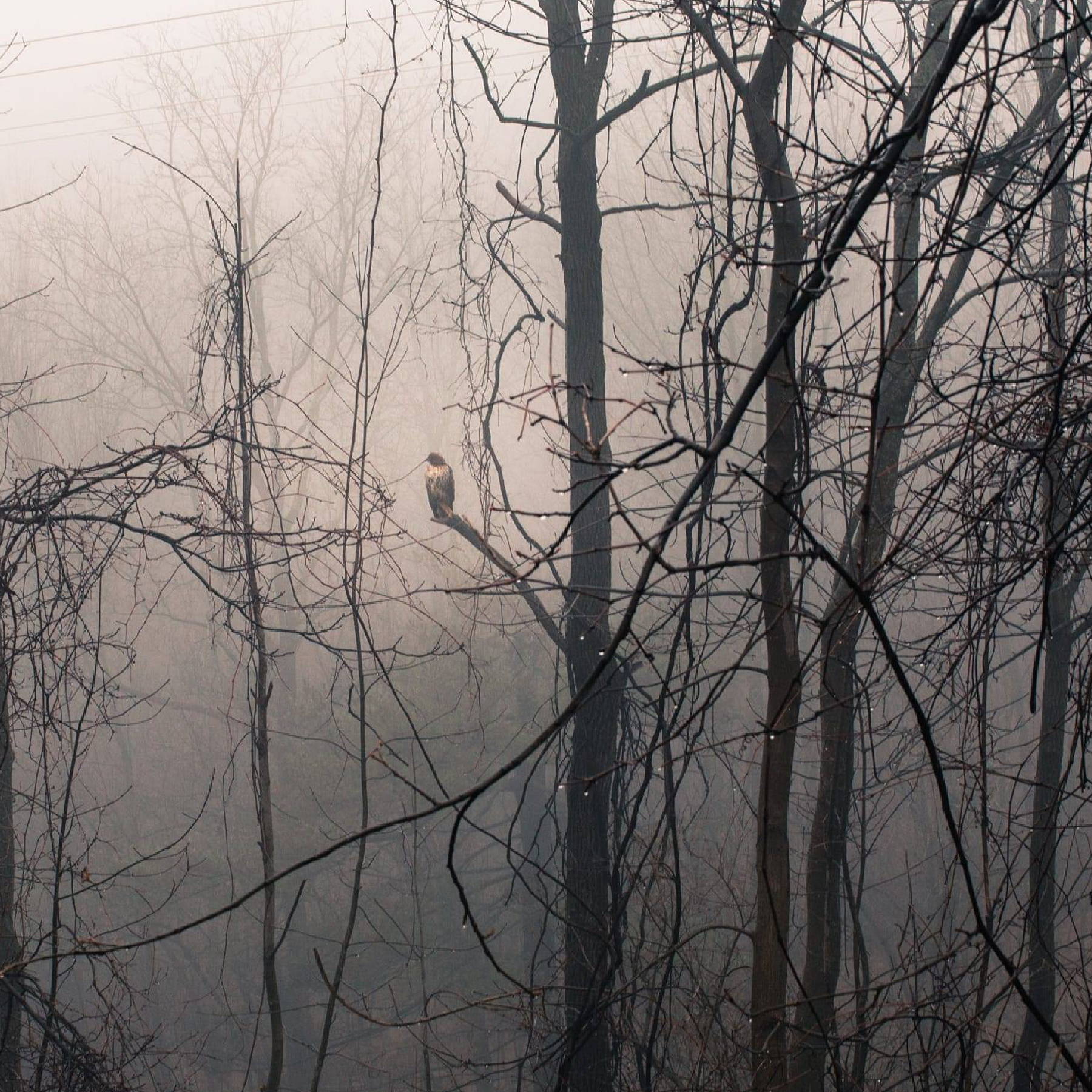  a bird on a tree in the middle of a foggy forest