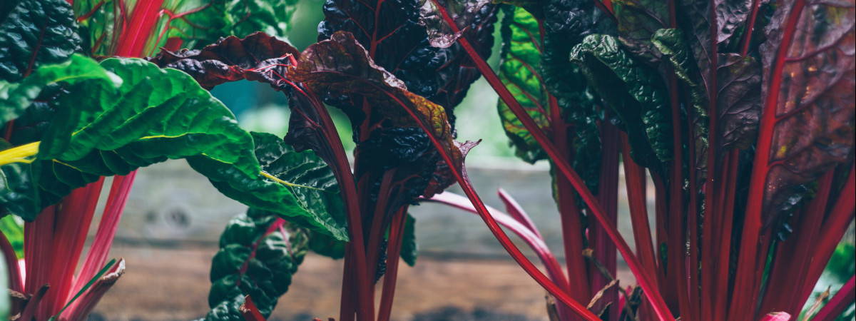 red Swiss Chard plants growing in a garden