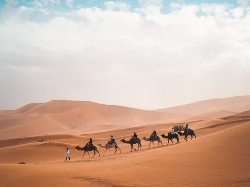 camels desert