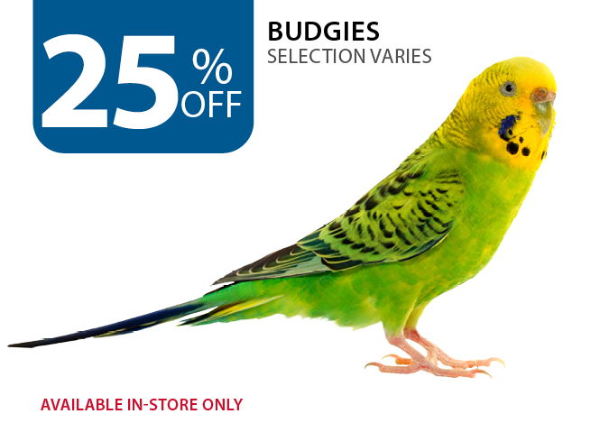 25% off Budgies. Available in-store only