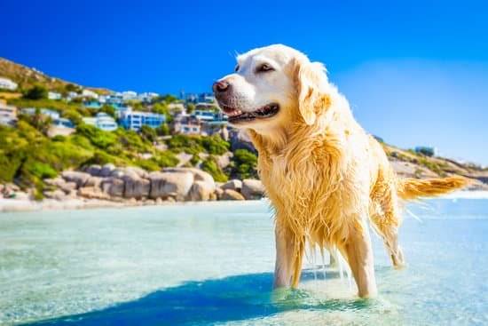 Golden retriever standing in blue water in front of a rocky coastline with houses in the background