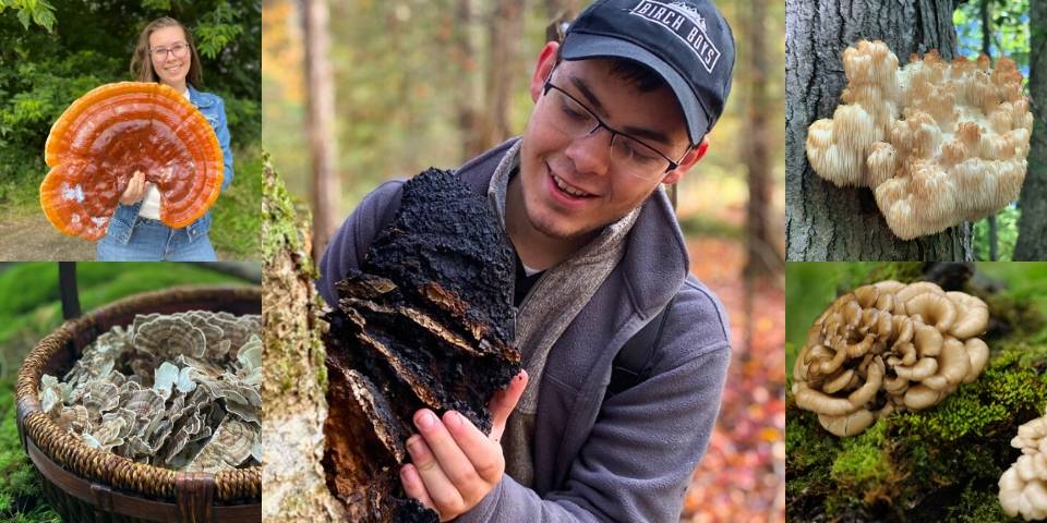 A chaga harvester, lion's mane, reishi, turkey tail, maitake and a chemist