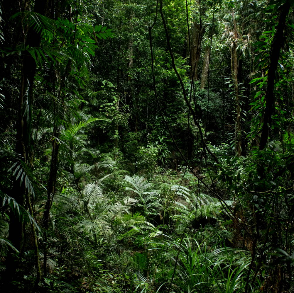Daintree rainforest | lush green trees and plants | camilla franks, camilla designer, camilla clothing designer, camilla fashion designer, camilla clothing australia