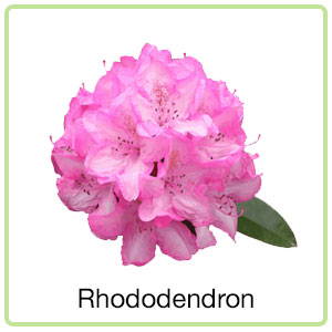 Rhododendron Oil