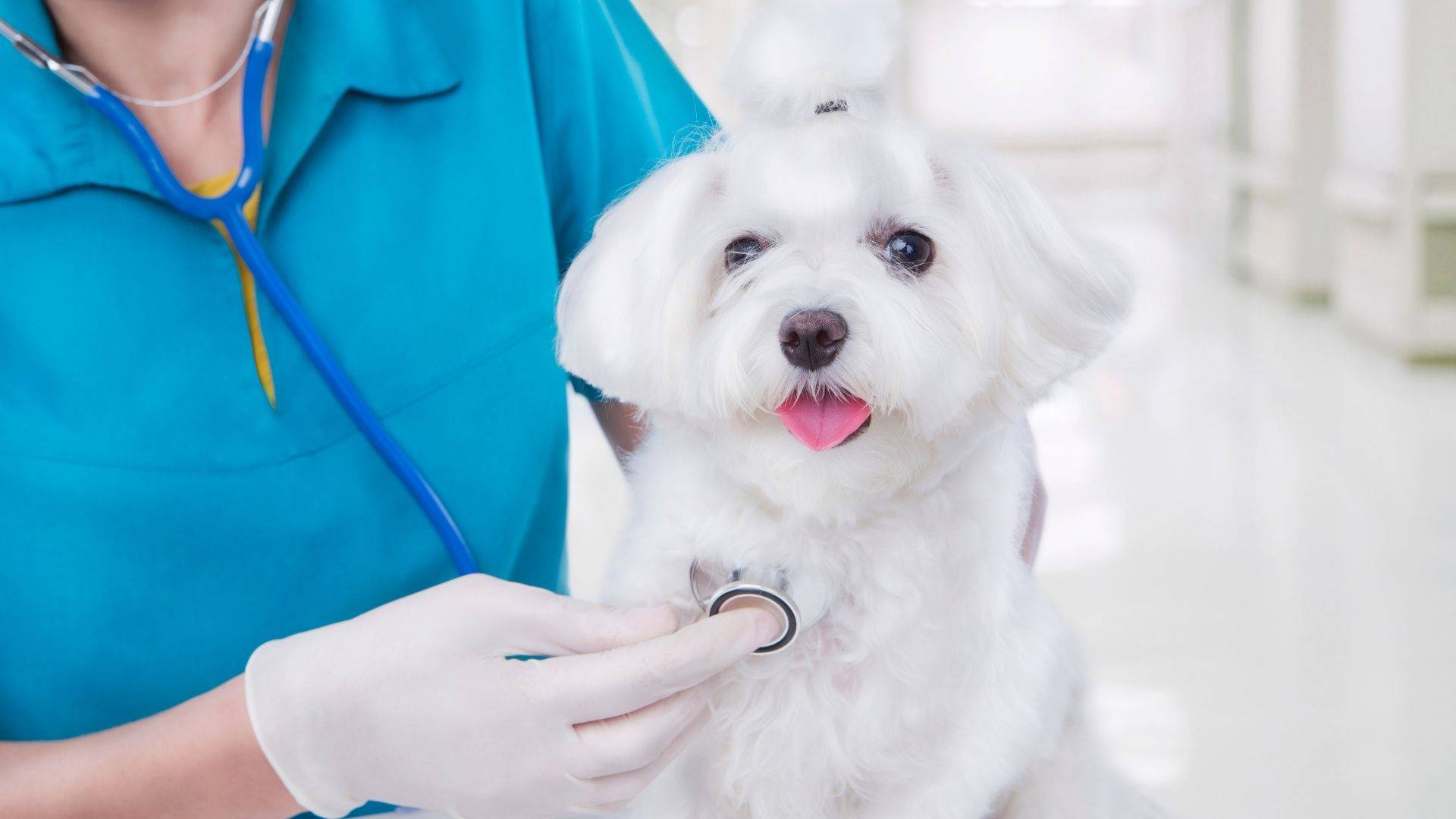 find a professional vet for first-time dog owners