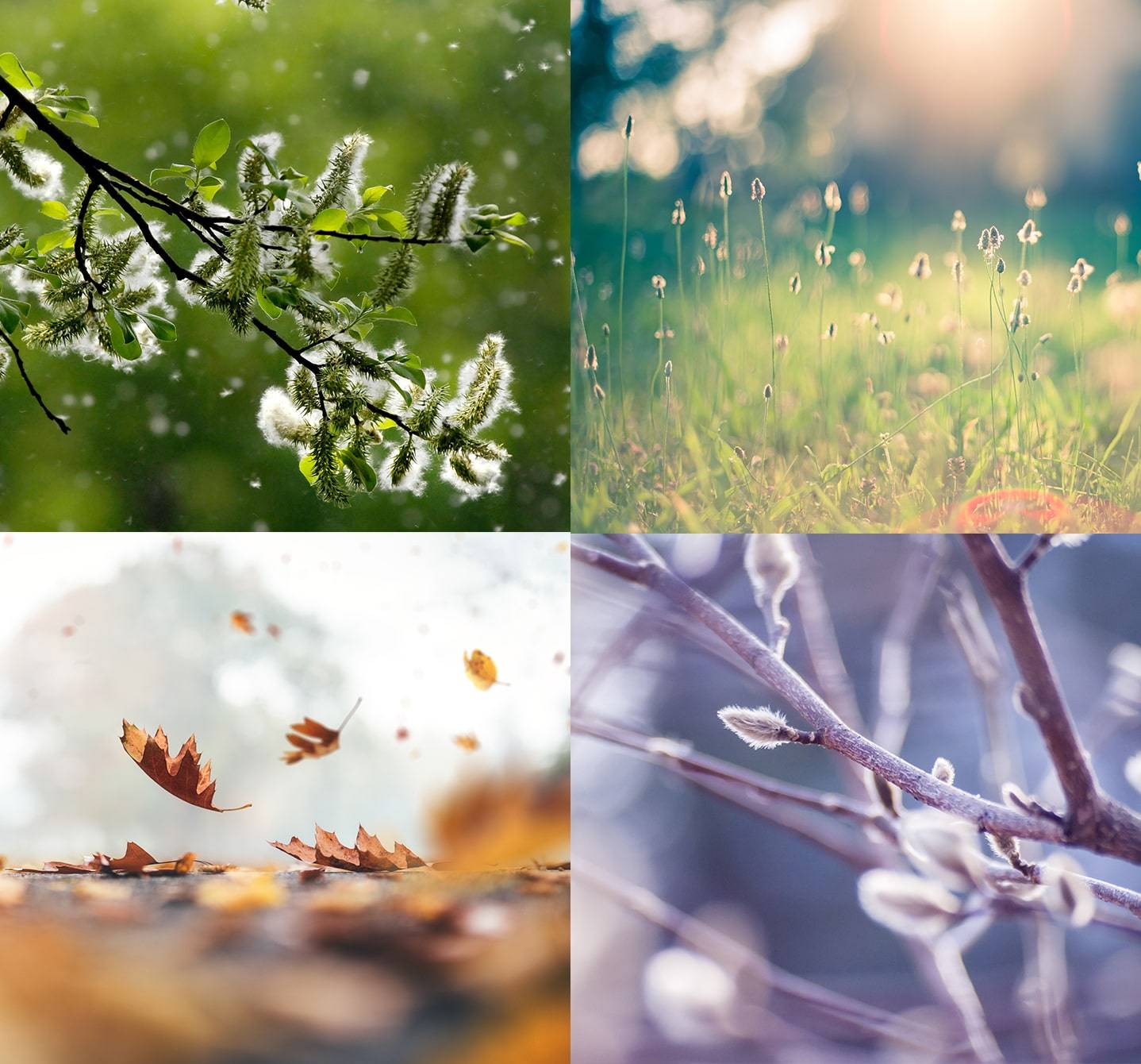 Symptoms of seasonal allergies may flare up in the spring, summer or autumn but not generally in winter