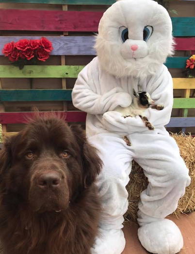 Easter Bunny, goat and dog.