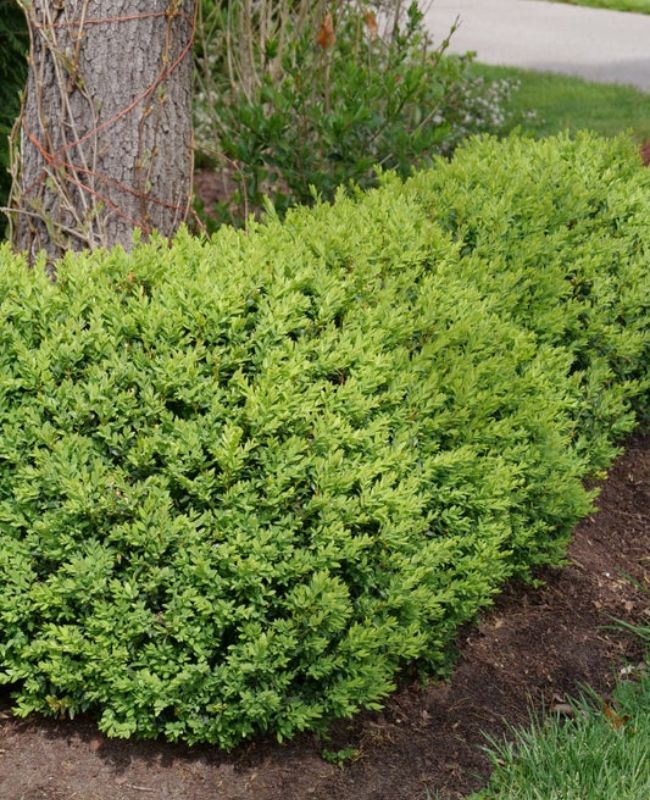 Photo of Buxus North Star planted in front of a tree