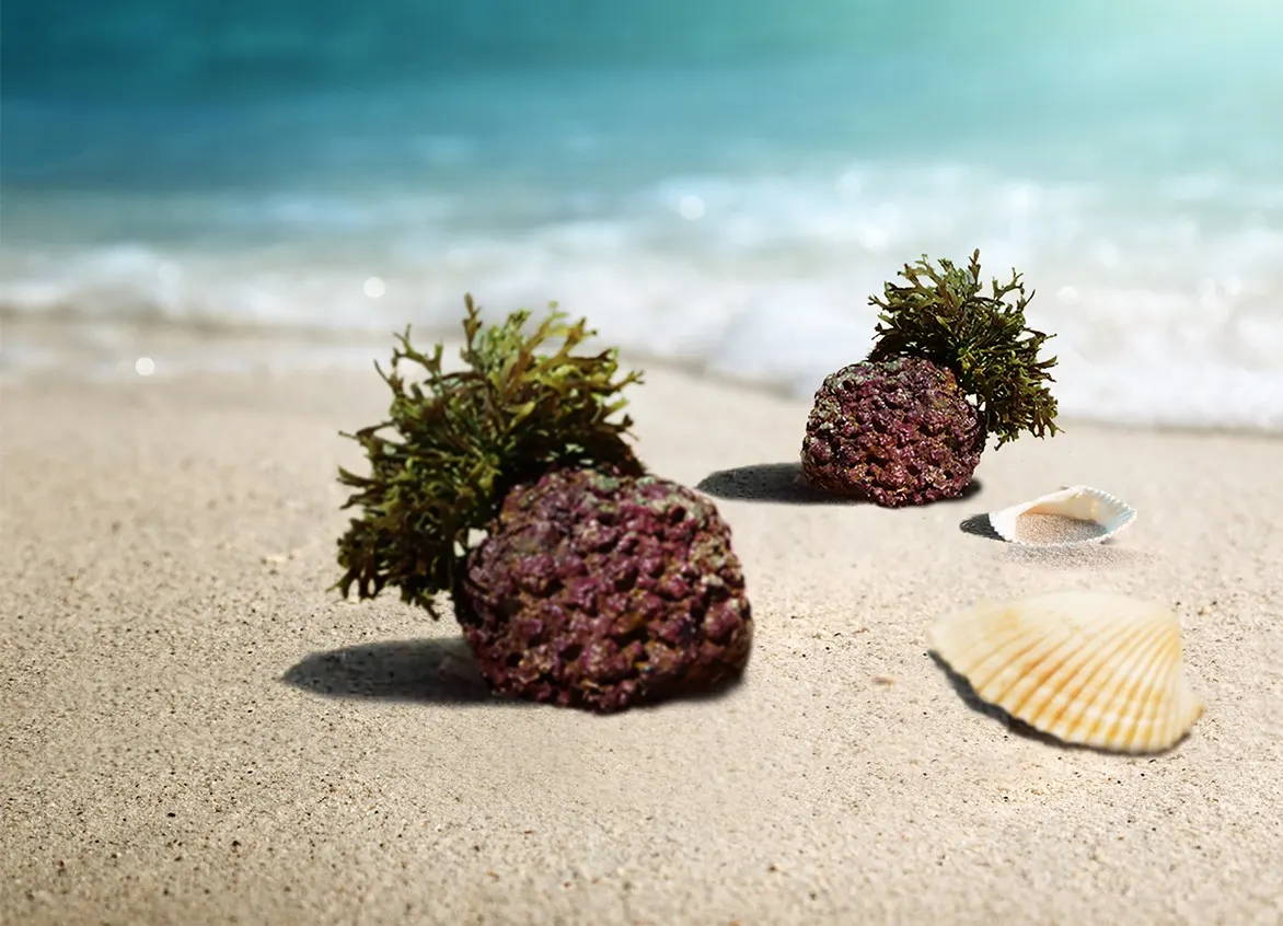 Live AlgaeCal plants on a beach