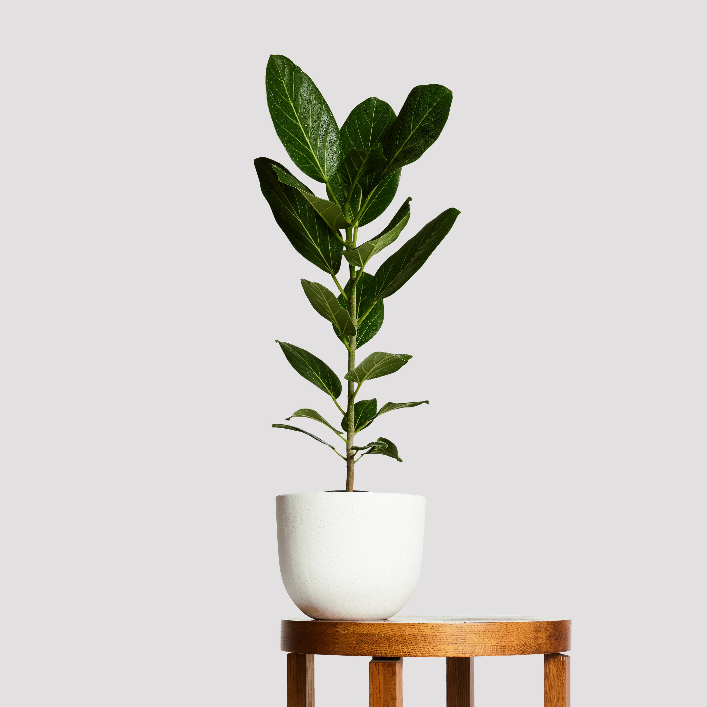 Ficus Audrey in Pierre Terrazzo Pot White from The Good Plant co
