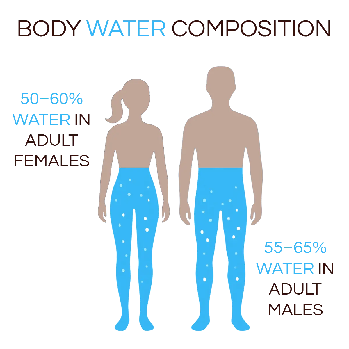Illustration of body water composition in adult males and females.