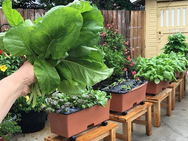 Several EarthBox container gardens growing various crops