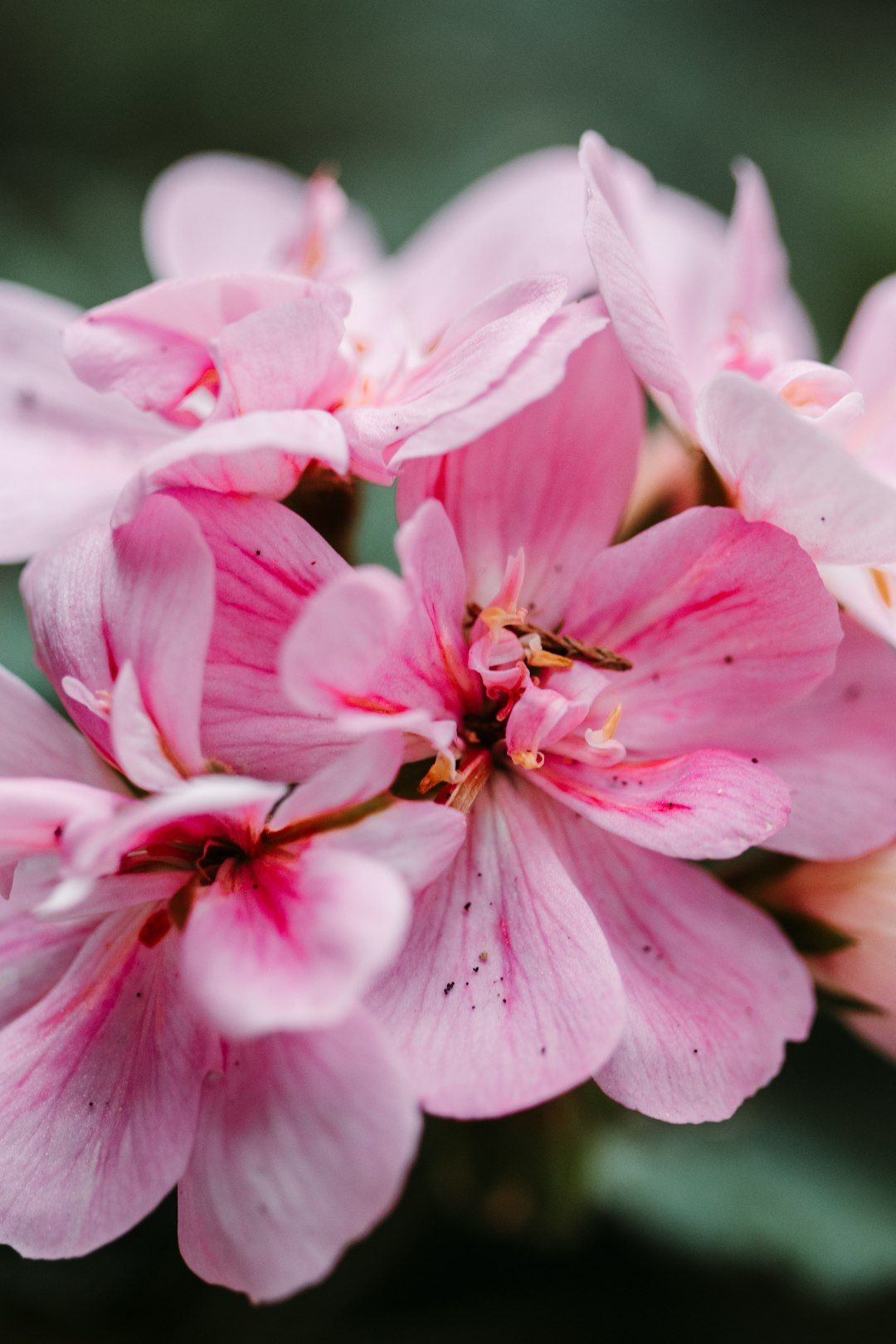 pink flower in macro shot