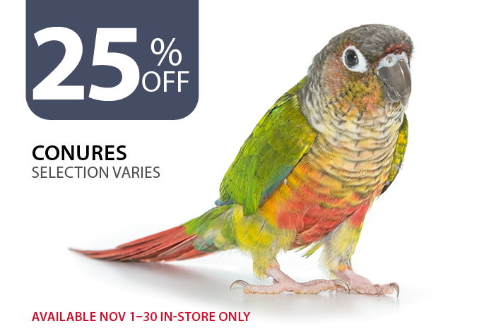 25% off Conures. Available Nov 1–30 in-store only.