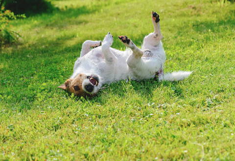 itchy dog rolling in grass