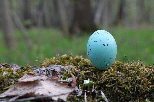 Song thrush eggs