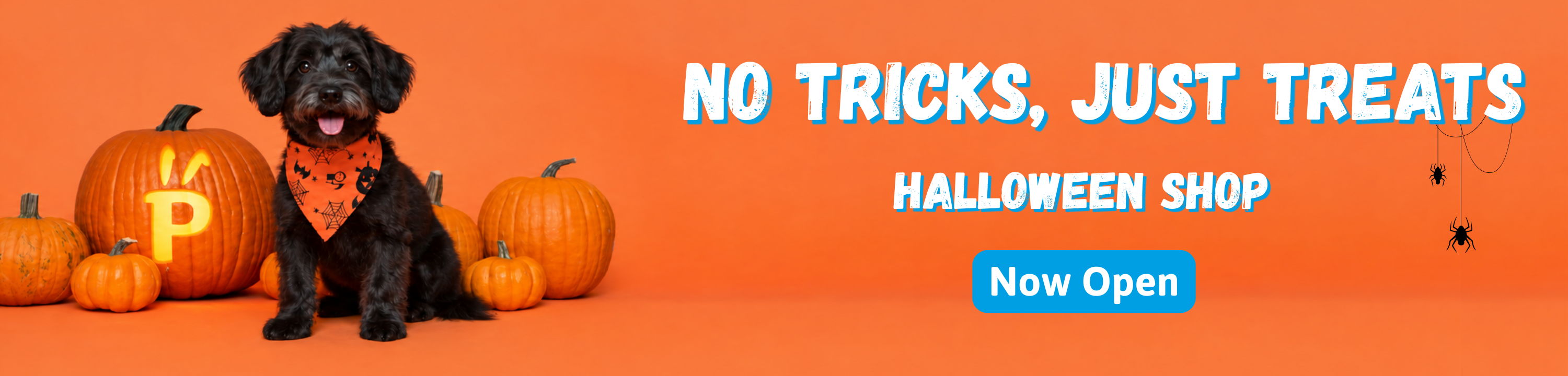 Halloween at Petstop