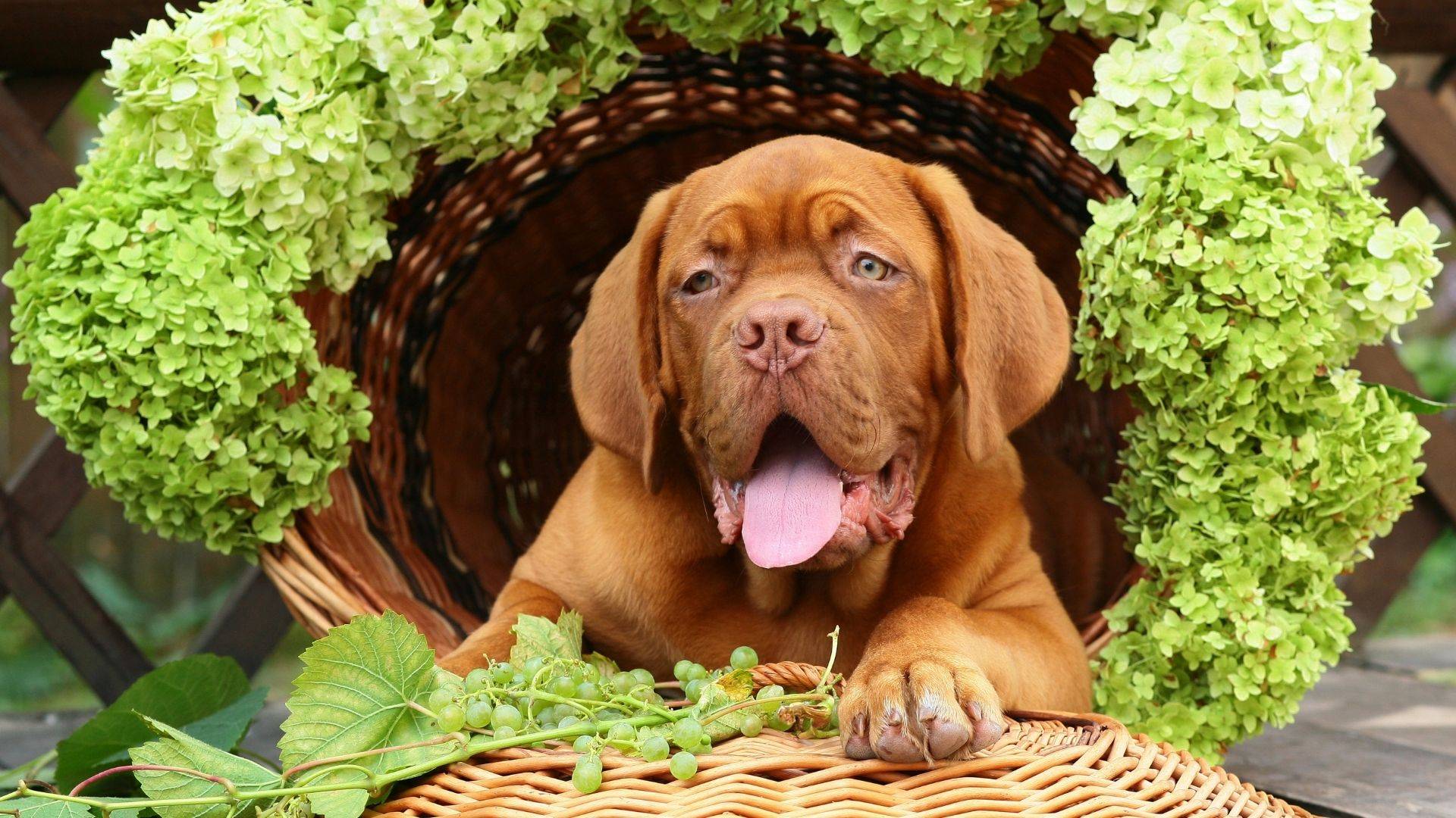 can dogs eat grapes