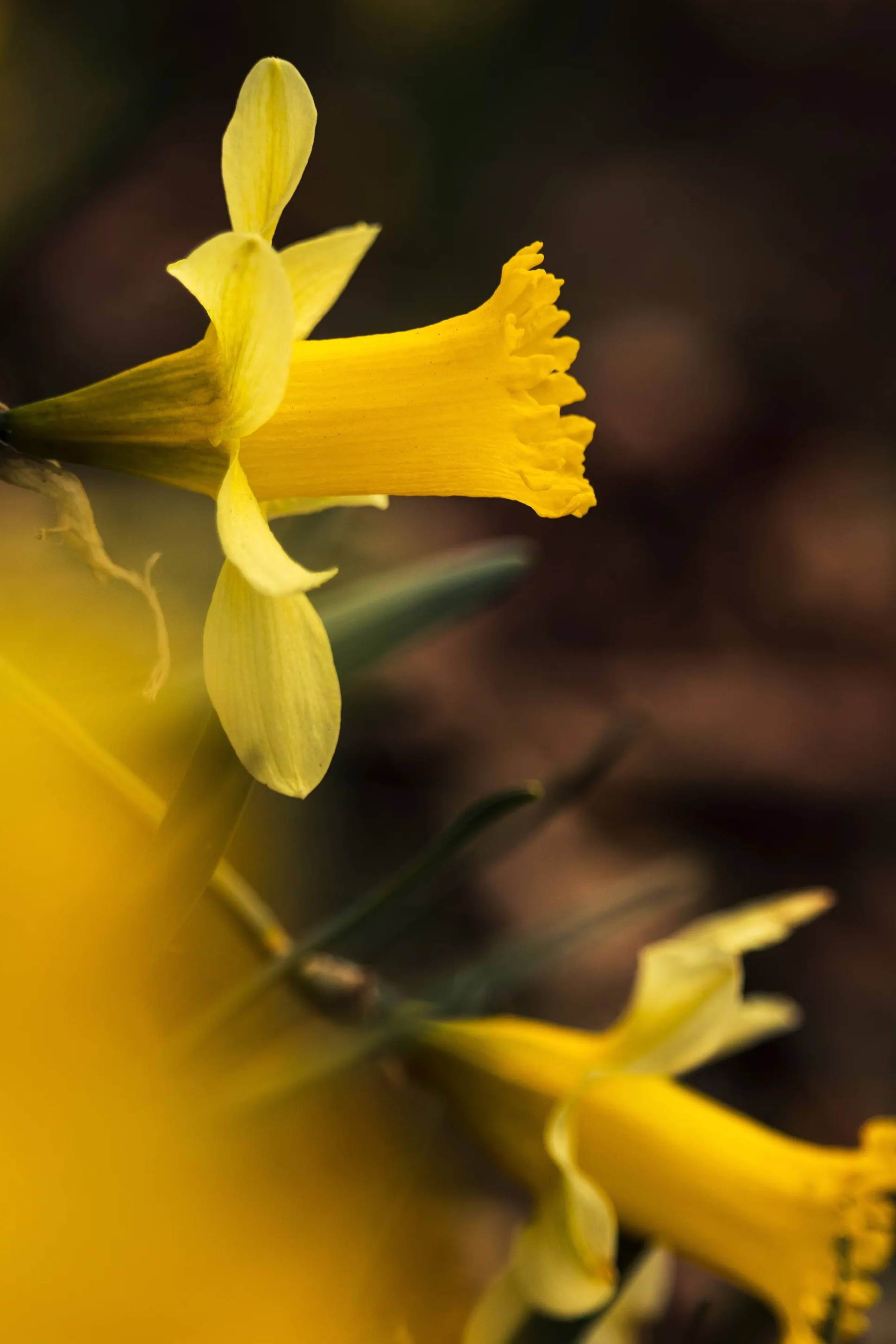 Close up of two yellow daffodils
