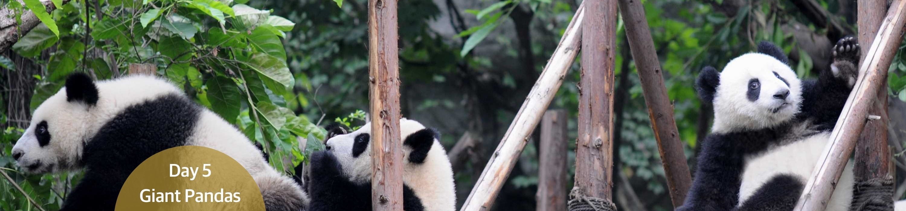 Giant Pandas