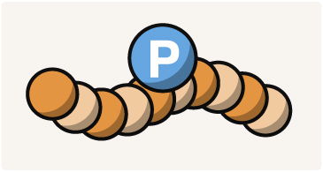 Phosphospecific peptide antigen