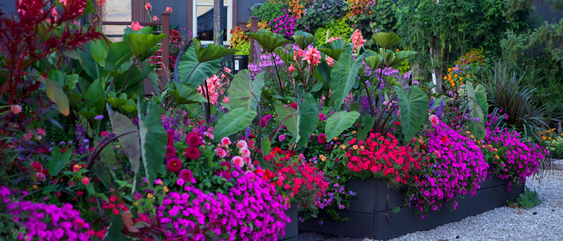 2 black gardening beds planted with many beautiful bright annuals