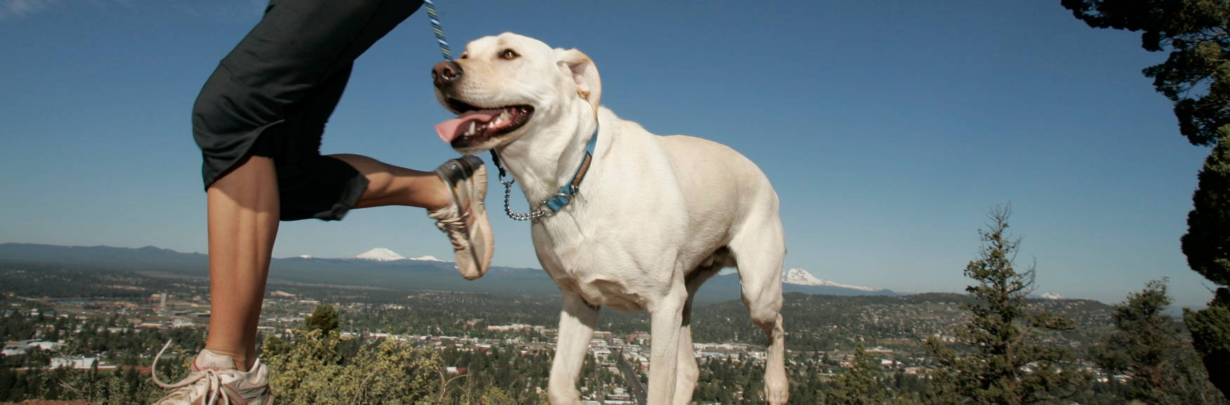 person walking their dog