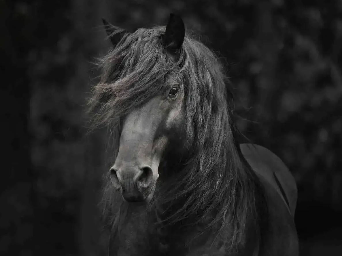 Tony Stromberg. Horse Art. Horse Photography. David Yarrow.