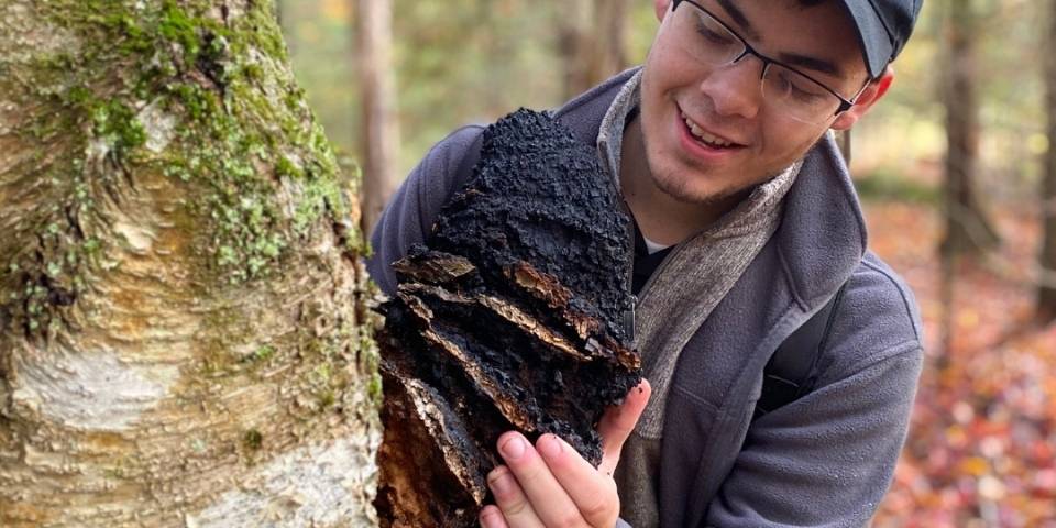 A Wild Chaga Conk Being Viewed By A Chaga Harvester