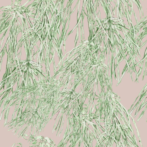 Light green grass-like foliage against a soft pink background.