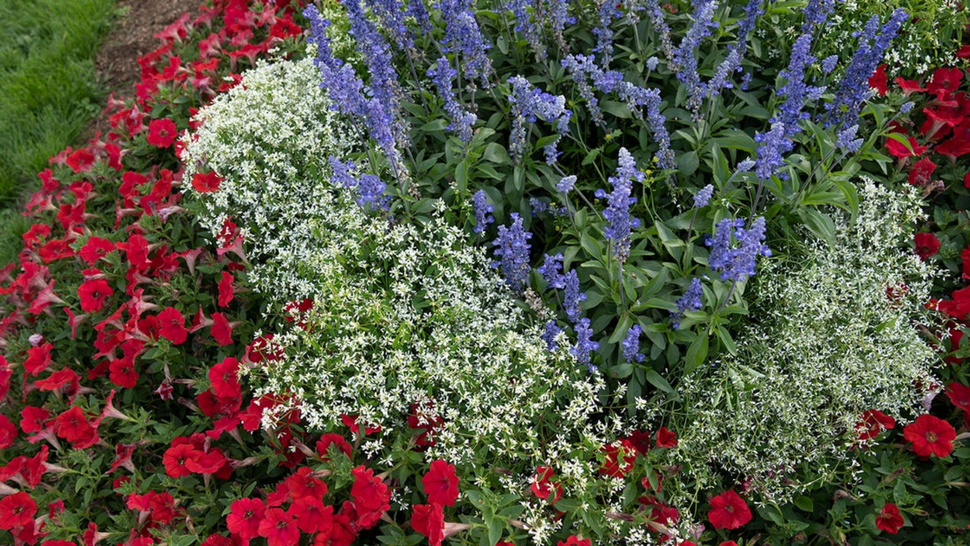 Garden full of red, white, & blue plants