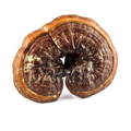 Reishi