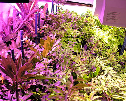 This grow room uses primary LED grow lights with supplemental lighting that's also LED.