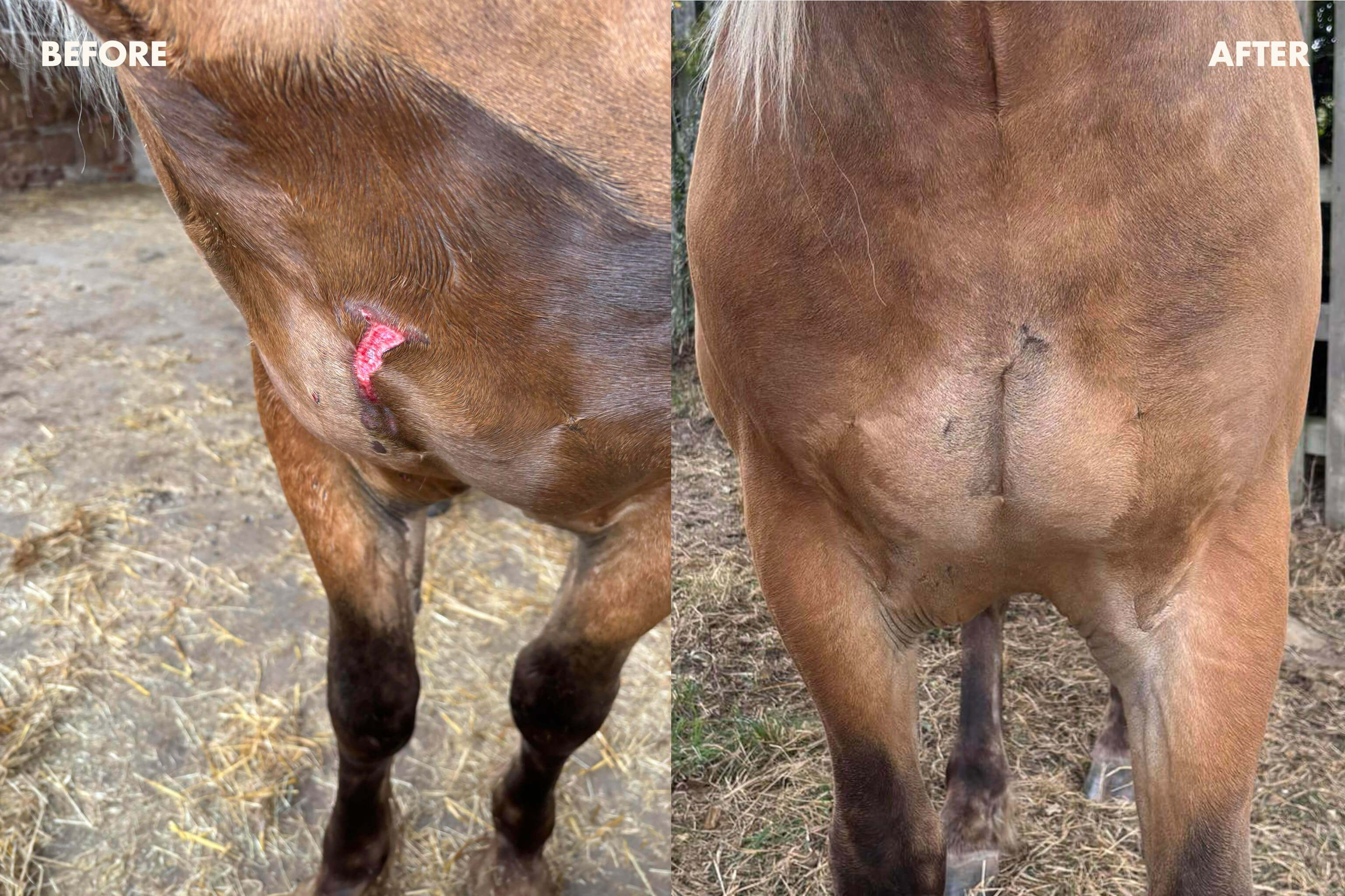 Horse's rear view showing injury and healing area - Collagen & Kelp Fondant
