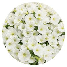 Photo of Supertunia Vista® Snowdrift™