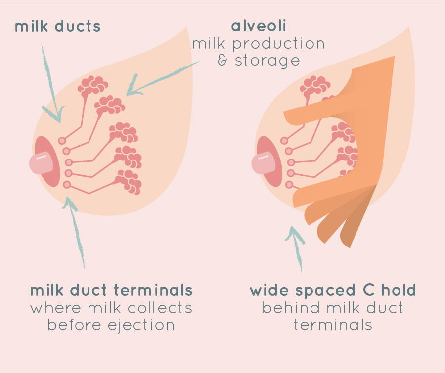 How To Express Colostrum During Pregnancy