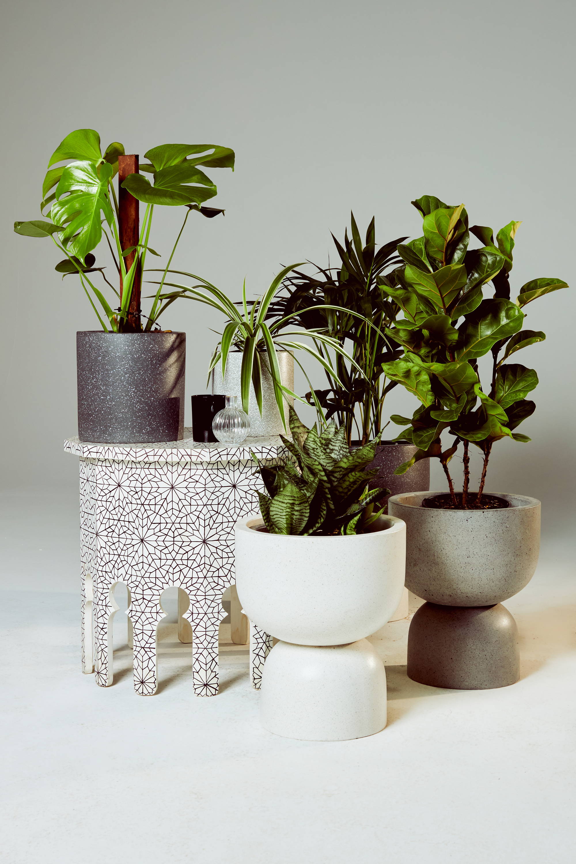 Indoor Plant Collection at The Good Plant Co