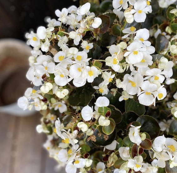 Small white floral plant 