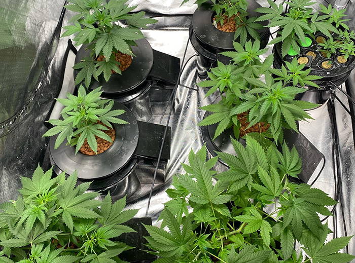 image of indoor hydroponic grow system