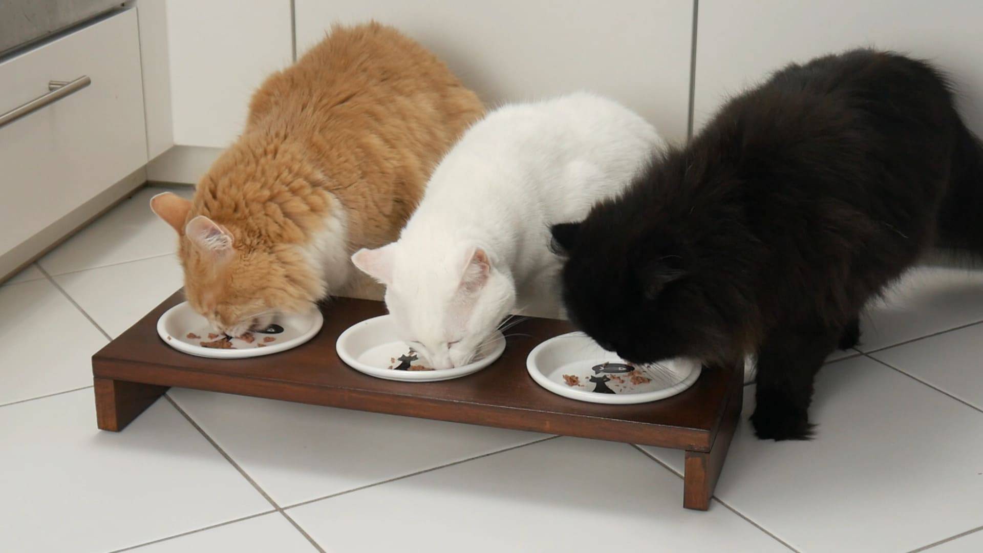 Futterbar selber bauen - Katzen fressen aus Futterbar