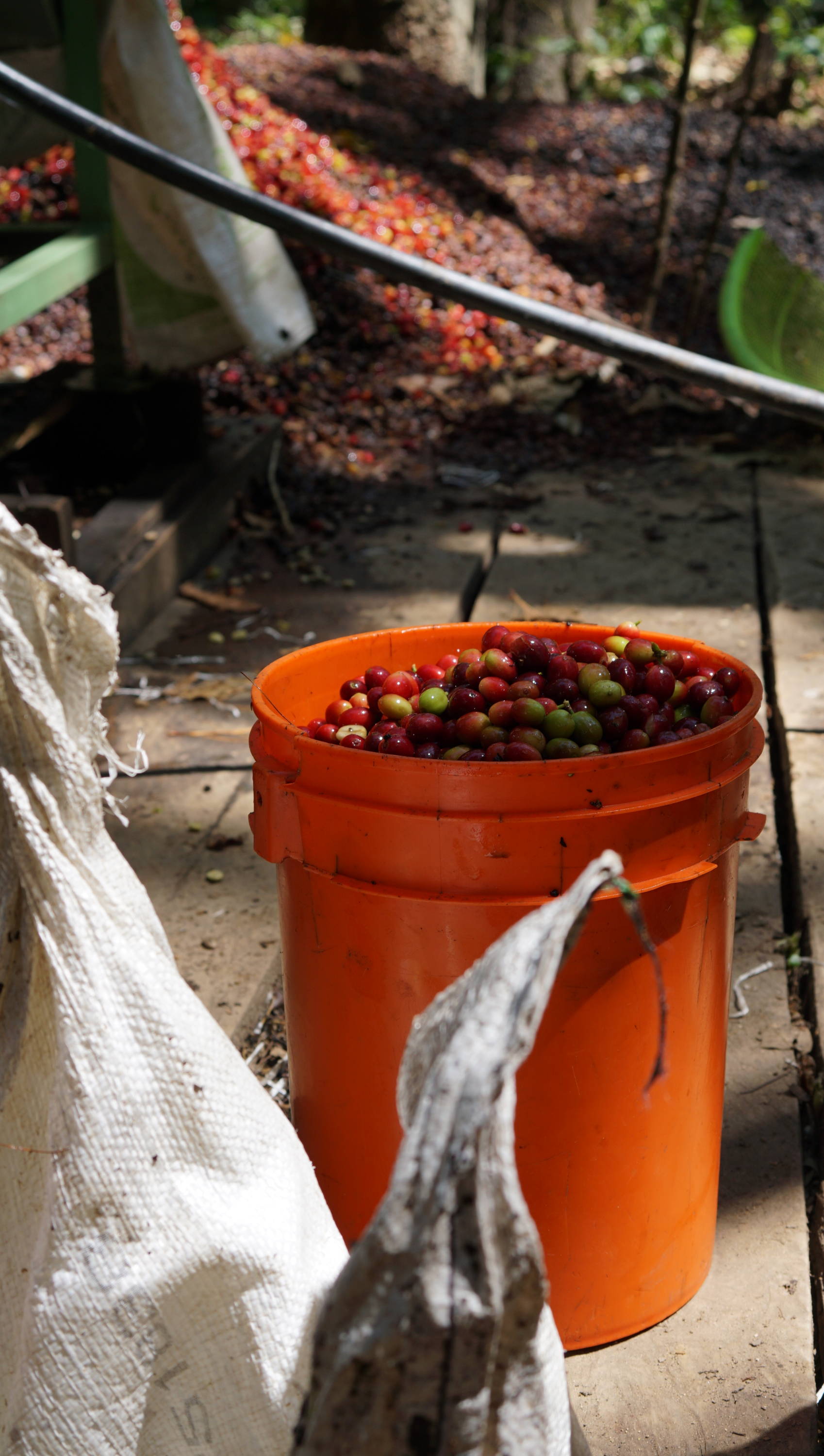 Coffee Cherries ready for processing at the eco-mill in Tierra y Libertad. You can see the pulp in the background, that is removed from the coffee cherry by the eco-mill. The coffee pulp will be used as fertiliser for the mature coffee plants after the harvest is finished.  