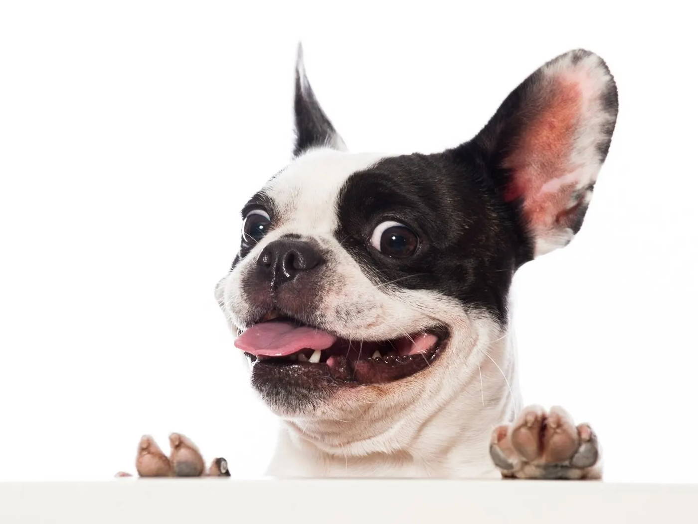 French Bulldog top 2 dog breed in the US