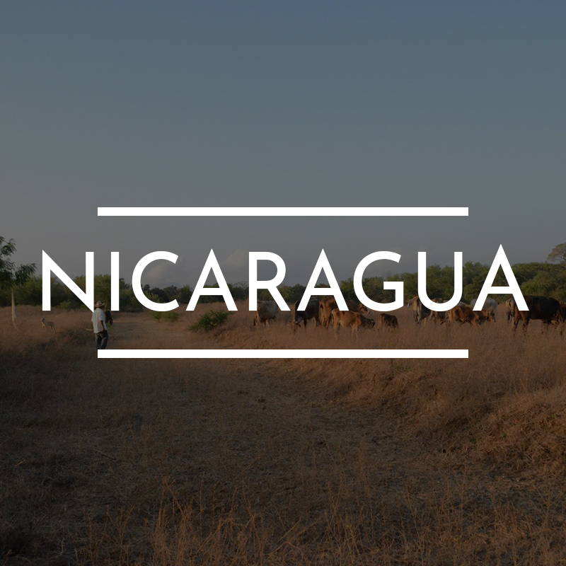 “NICARAGUA” is written on top of an image of Several cows graze in a field