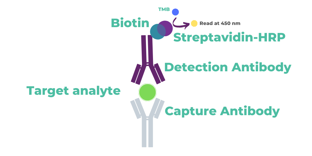 Sandwich Elisa Protocol