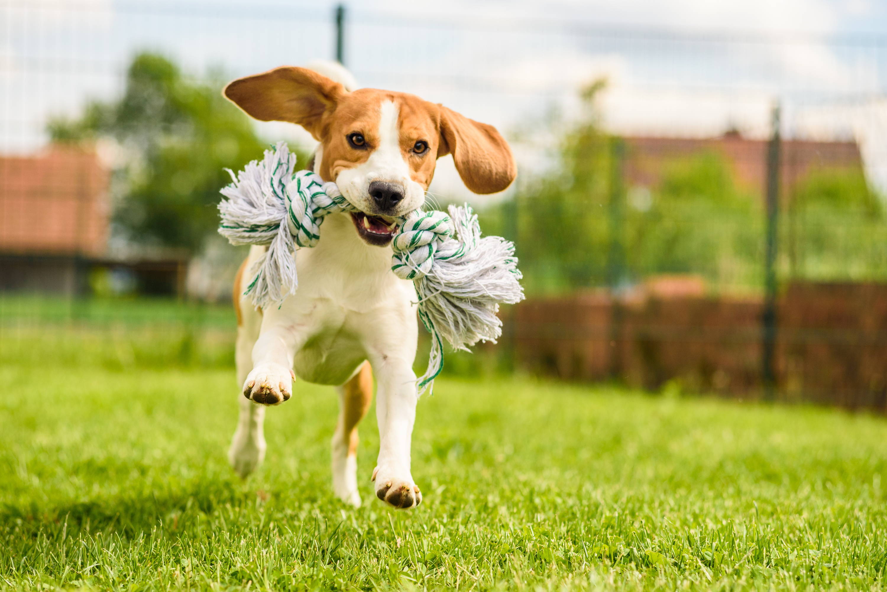 Improve dog gut health with exercise ex