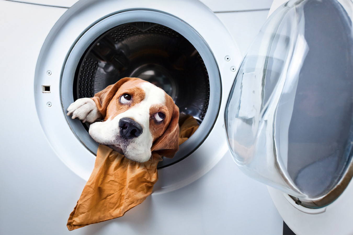 Pes v pračce