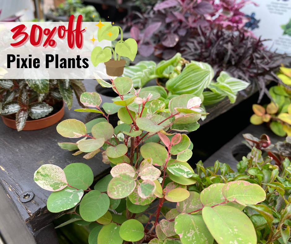 30% off pixie plants