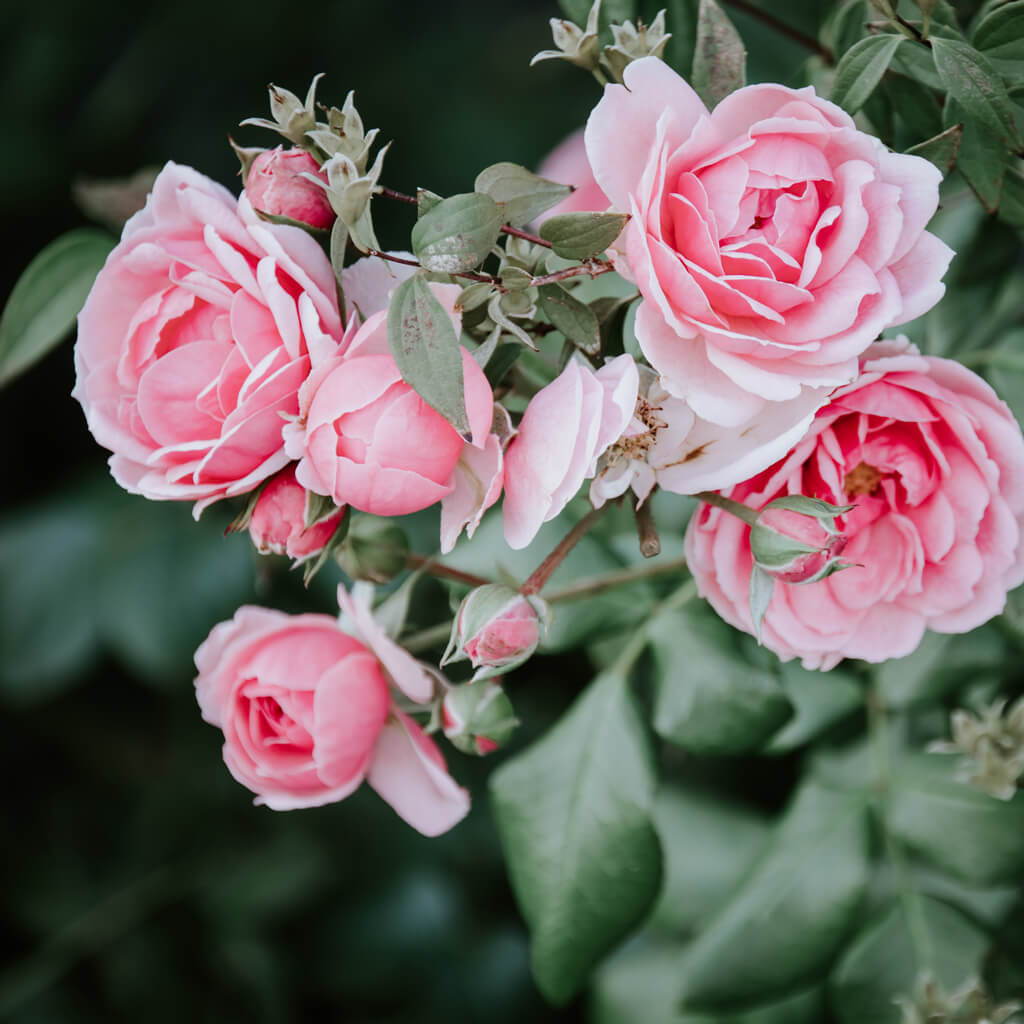 Rose hydrolate for tired skin | Five Skincare