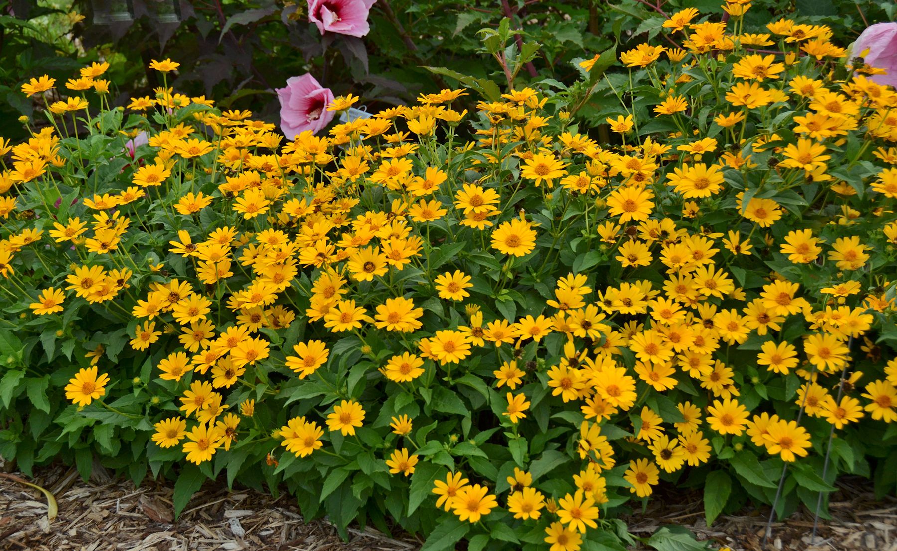 Photo of 'Tuscan Sun' False Sunflower